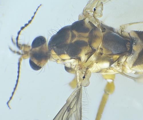 Symplecta pilipes